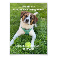 My Human's Are Getting Married Engagement Photo