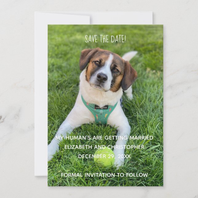 My Human's Are Getting Married Photo Save the Date Invitation (Front)