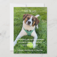 My Human's Are Getting Married Photo Save the Date Invitation