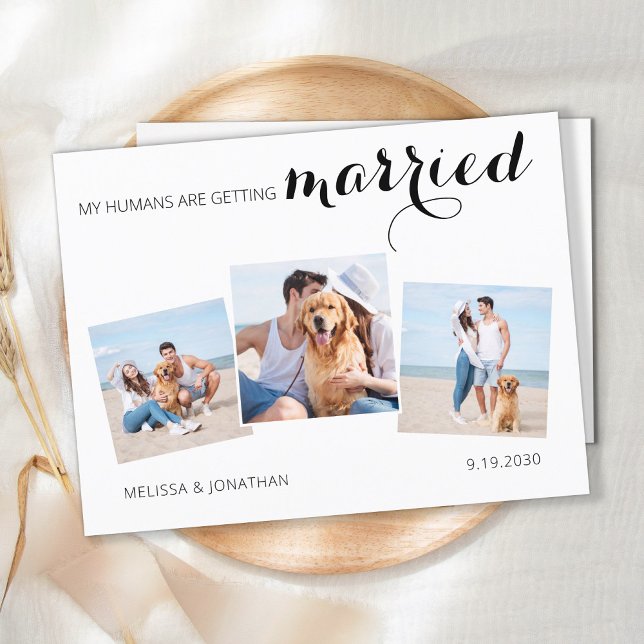 My Humans Getting Married Dog Photo Save The Date Announcement Postcard (Creator Uploaded)
