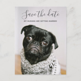 My Humans Getting Married Dog Photo Save The Date Announcement Postcard
