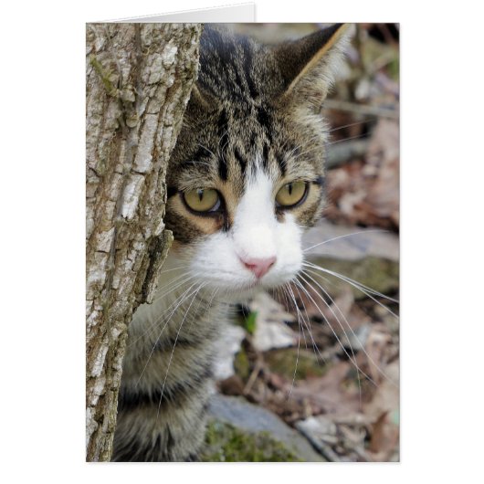 My Hunting Cat Cards (Front)