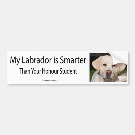 My Labrador is Smarter Than Your Honor Student Bum Bumper