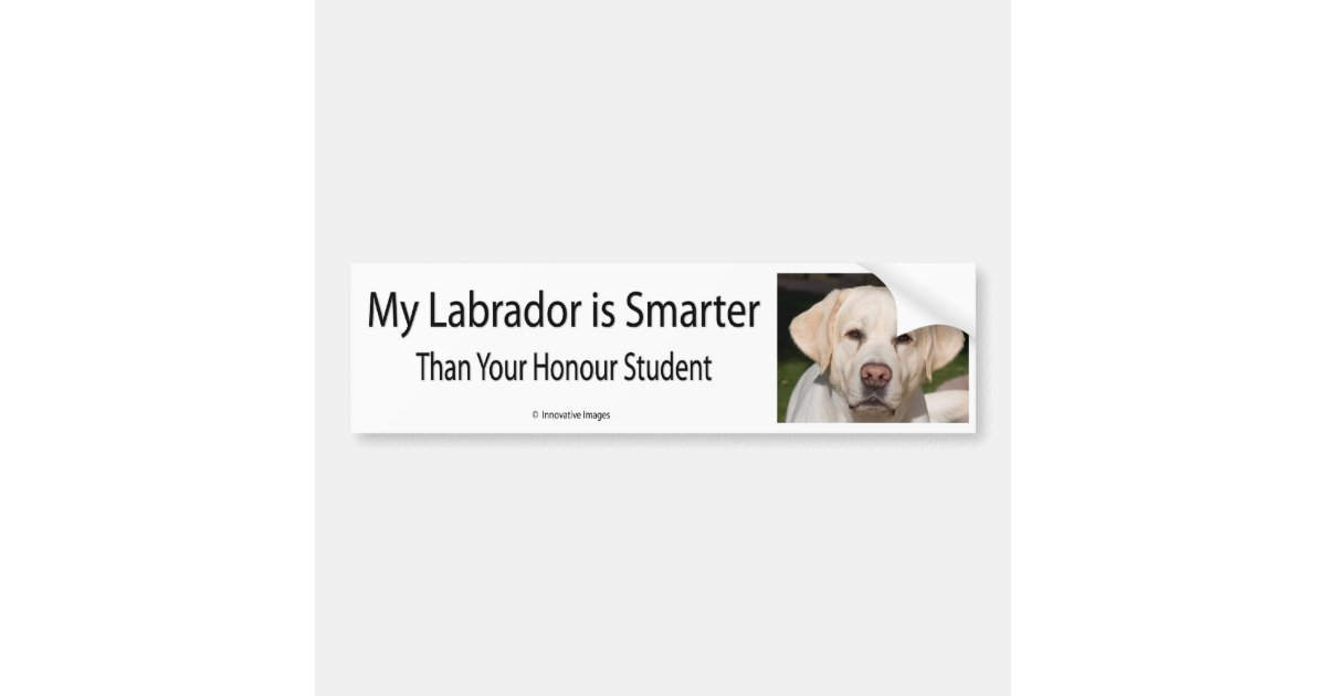 My Labrador is Smarter Than Your Honor Student Bum Bumper