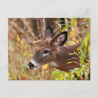 My little tongue, Caught! Postcard