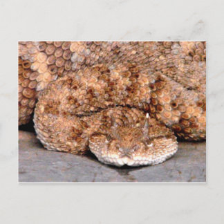 My Little Viper Postcard