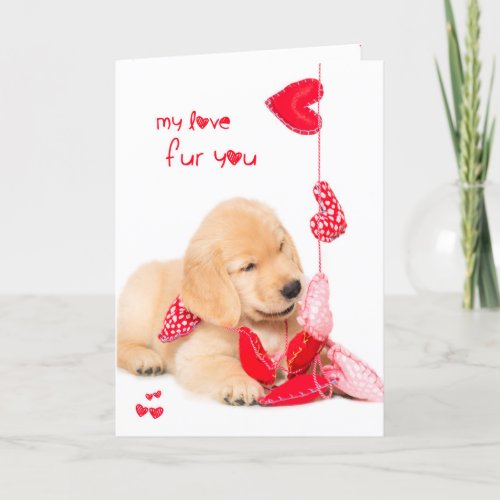 My love fur you golden retriever puppy valentine holiday card