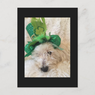 My Lucky Hat Westie Postcard