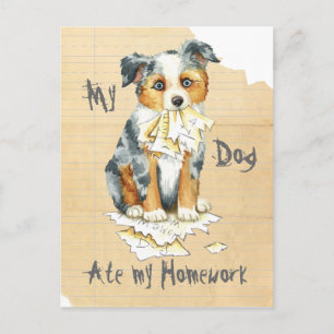 My Mini American Shepherd Ate My Homework Postcard