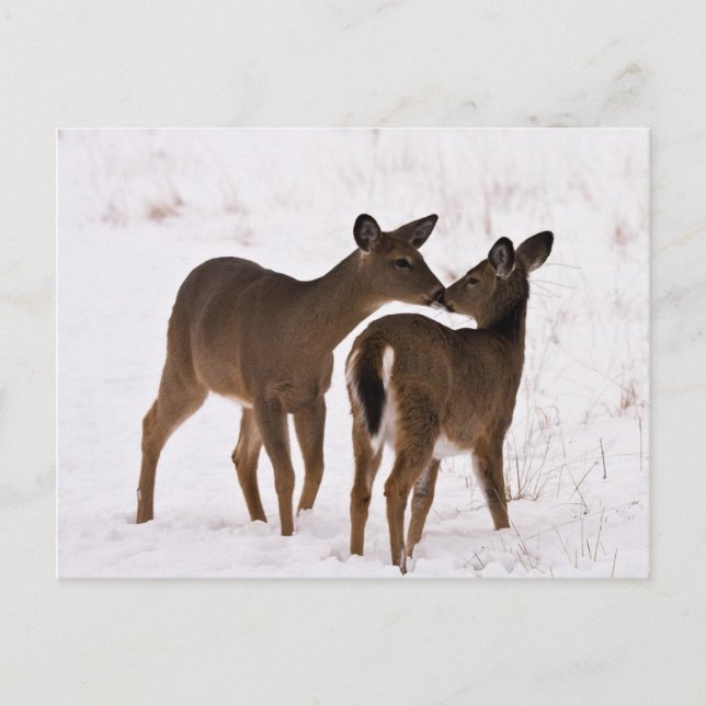 My Mom Loves Me Postcard (Front)