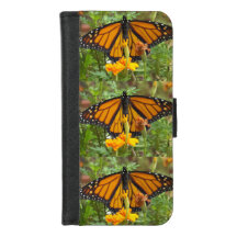 My Monarch Butteflies 