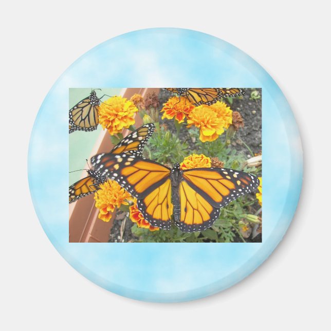 My Monarch Butterflies-magnet Magnet (Front)