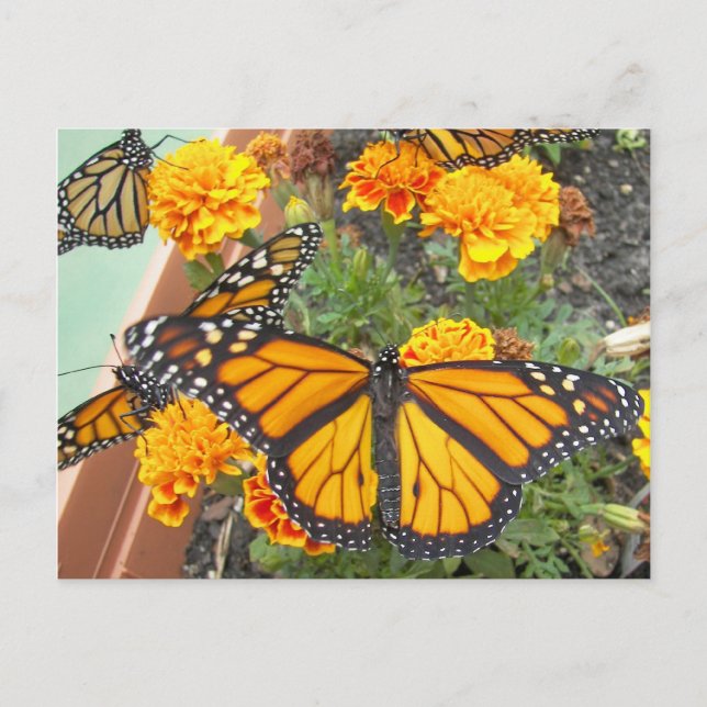 My Monarch Butterflies-postcard Postcard (Front)