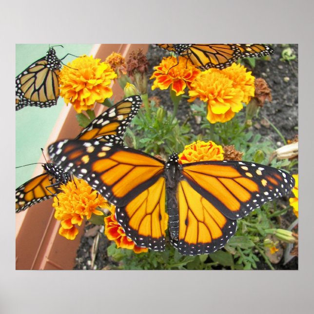 My Monarch Butterflies-poster Poster (Front)