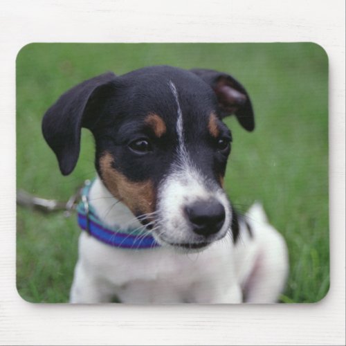 My Name is Scoop Jack Russell Puppy by Janz Mouse Pad