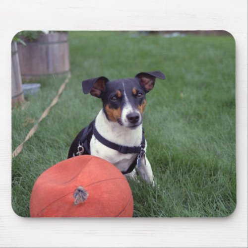 My Name is Scoop Jack Russell Terrier by Janz Mouse Pad