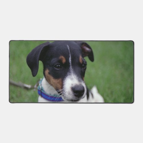 My Name is Scoop Jack Russell Terrier Pup by Janz Desk Mat