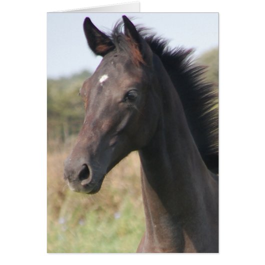 My New Pony Cards (Front)