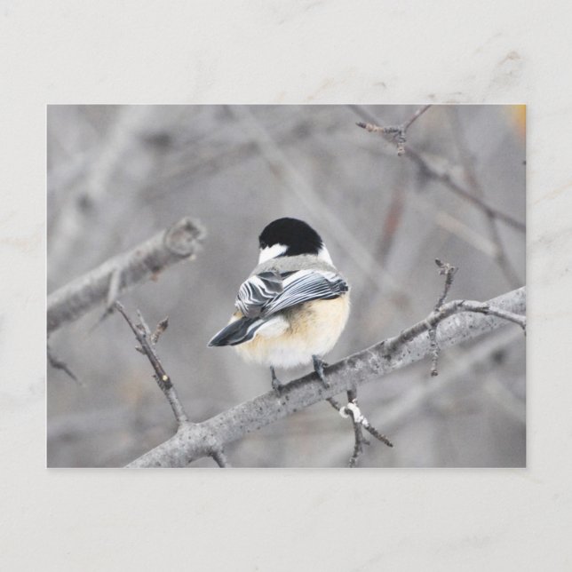 My new winter coat, shinny! :) postcard (Front)