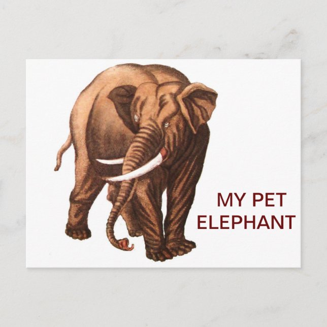MY PET ELEPHANT POSTCARD (Front)