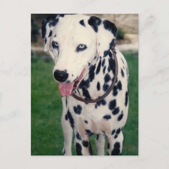 My Pet Friend Custom Photo Postcard (Front)