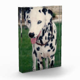 My Pet Friend Upload Your Own Image Custom Dog Cat Photo Block