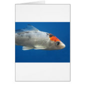 My Pet Koi Fish (Front)