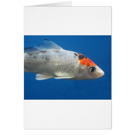 My Pet Koi Fish Cards (Front)