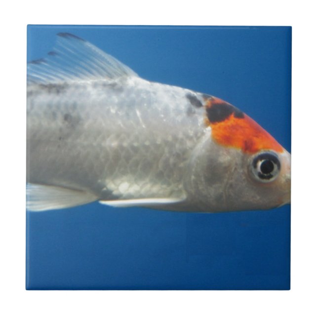 My Pet Koi Fish Ceramic Tile (Front)