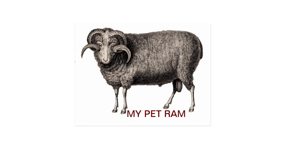 MY PET RAM POSTCARD | Zazzle