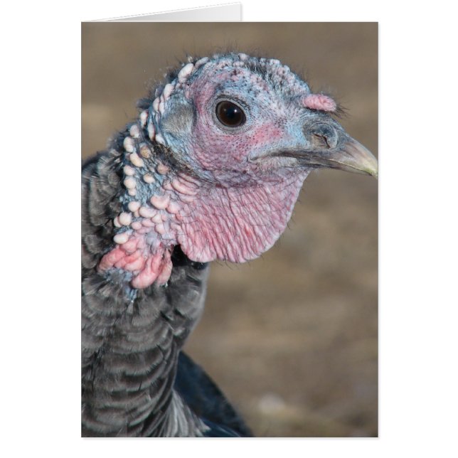 My Pet Turkey Cards (Front)