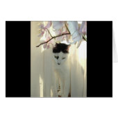 My Pretty Kitty (Front Horizontal)