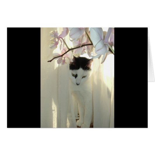 My Pretty Kitty (Front Horizontal)