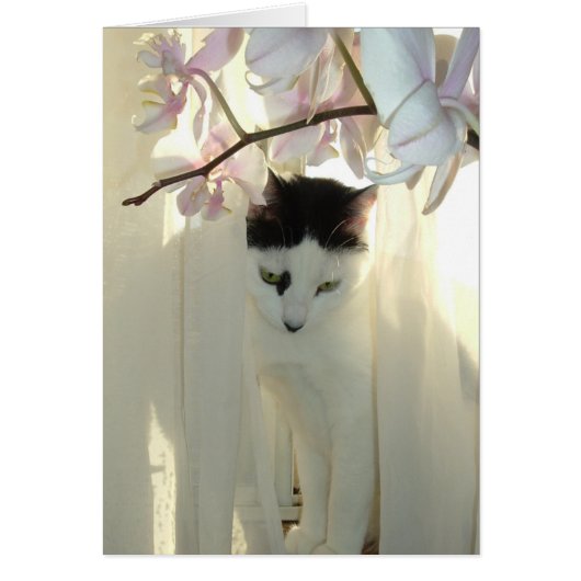 My Pretty Kitty Cards (Front)