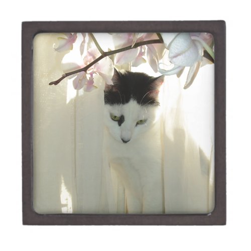 My Pretty White and Black Kitty Cat Gift Box