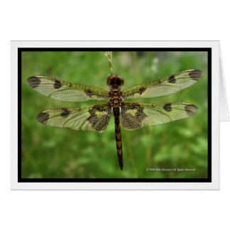 "My Pretty Wings" - Dragonfly