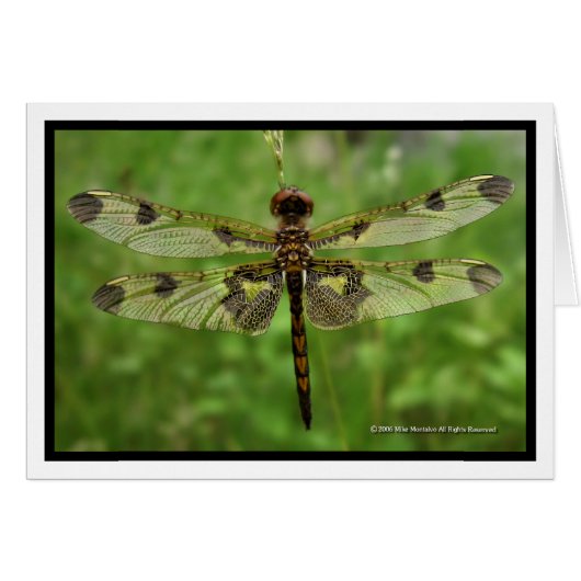 "My Pretty Wings" - Dragonfly Cards (Front Horizontal)