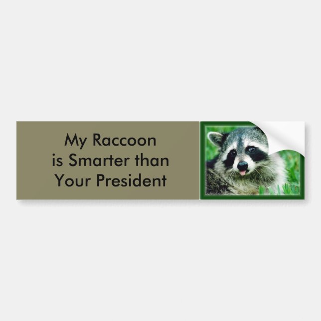 My Raccoon is smarter than your President Bumper Sticker (Front)