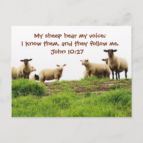 My Sheep Hear My Voice Bible John 1027 Custom Postcard