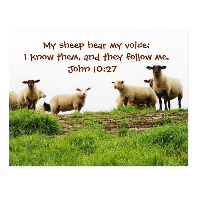 john 10 my sheep hear my voice