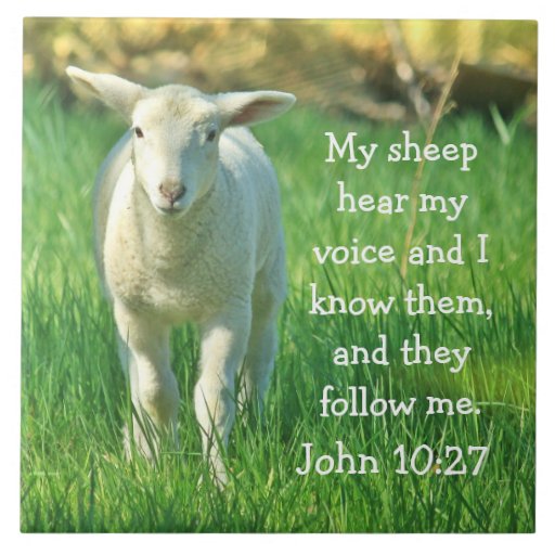 My Sheep Hear My Voice, Bible Verse John 10:27, Tile | Zazzle