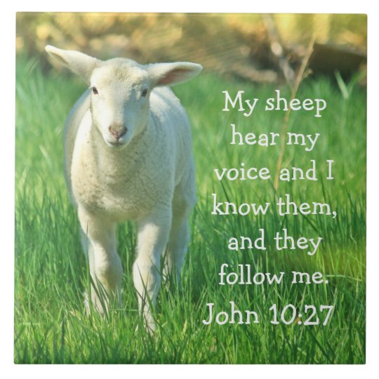 Image result for my sheep hear my voice