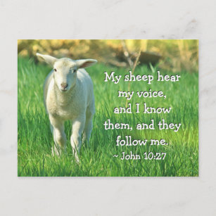 My Sheep Hear My Voice, John 10:27 Bible Verse Postcard
