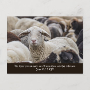 My Sheep Hear My Voice, Scripture, Sheep Herd Postcard