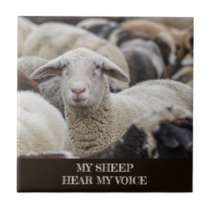 My Sheep Hear My Voice, Scripture, Sheep in Herd Ceramic Tile