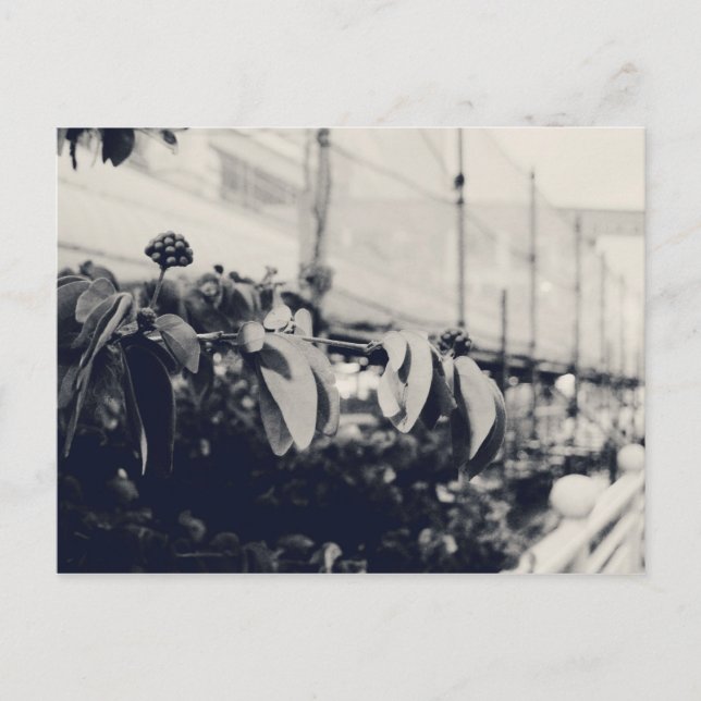 My Singapore: Heartlands Series #6 Postcard (Front)