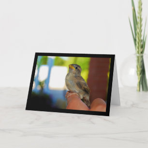 My Sparrow Friend Card