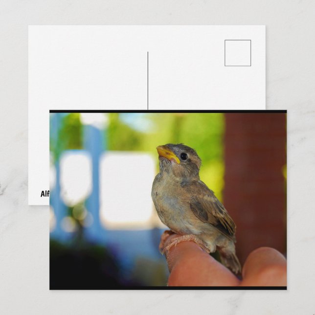 My Sparrow Friend Postcard (Front/Back)