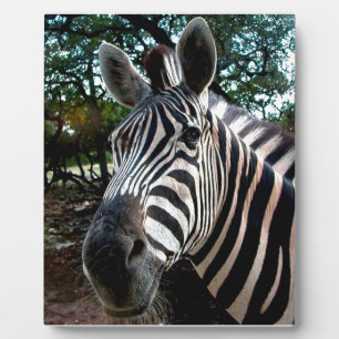 My  Strippy Friend Plaque