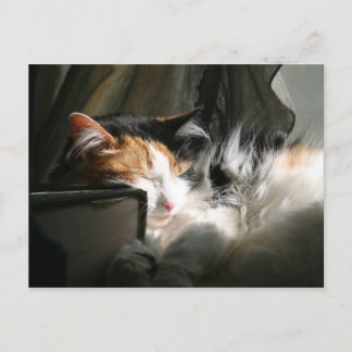 My sunbeam postcard
